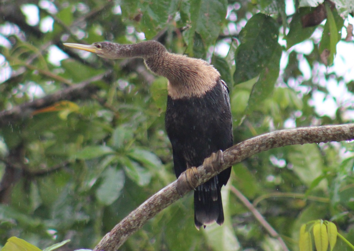 Anhinga - ML642182200
