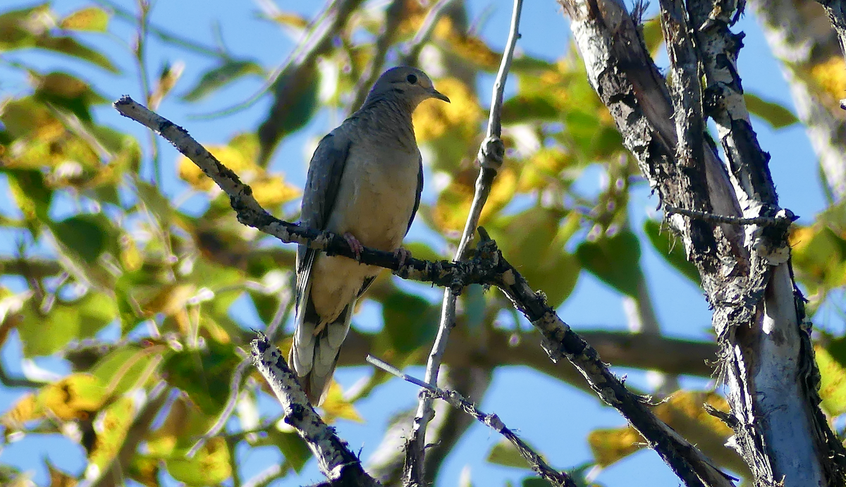 Mourning Dove - ML642182231