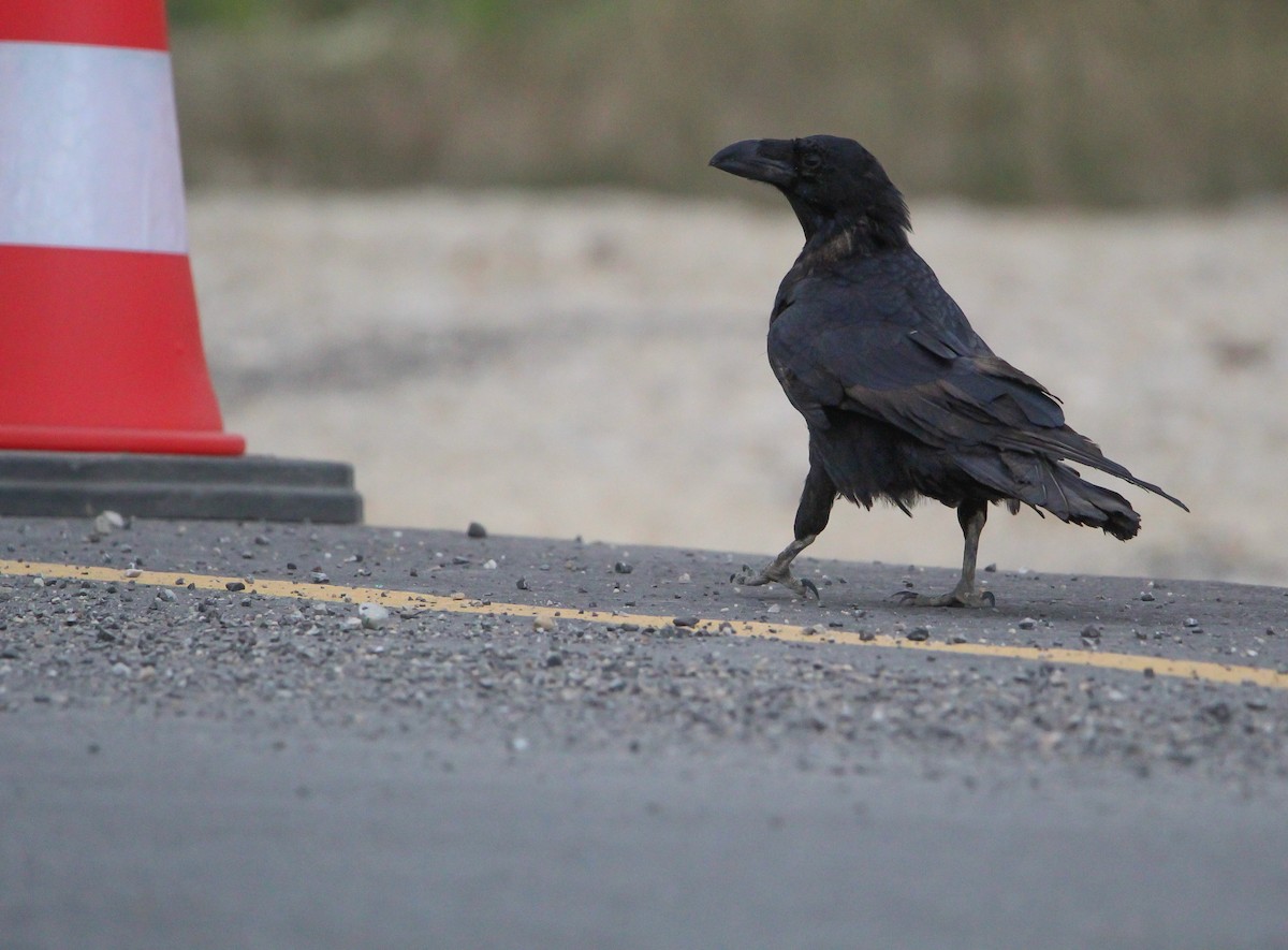 Common Raven - ML642182261