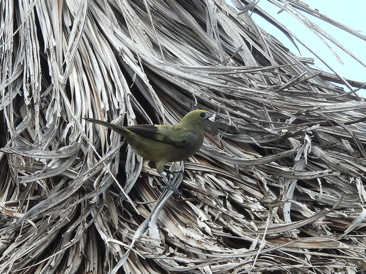 Palm Tanager - ML642182275