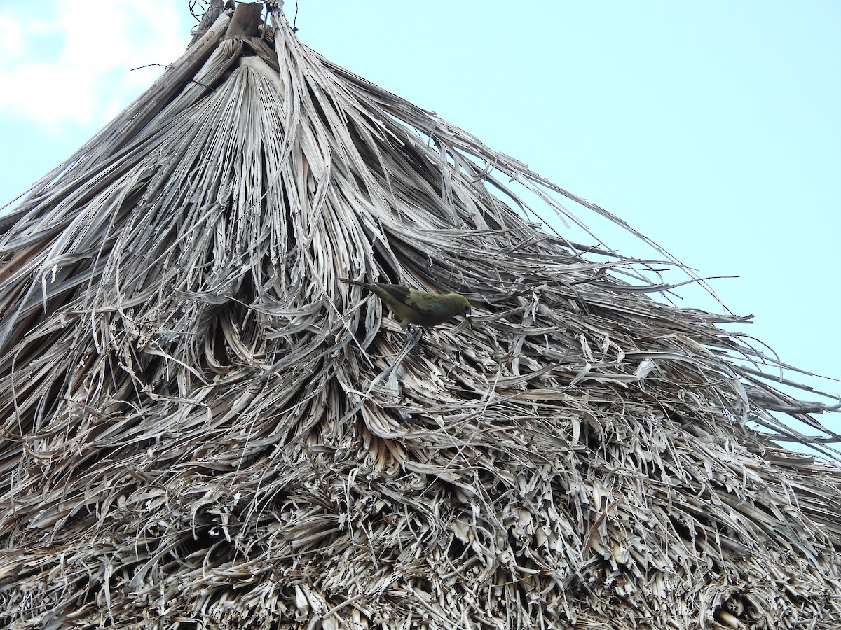 Palm Tanager - ML642182276