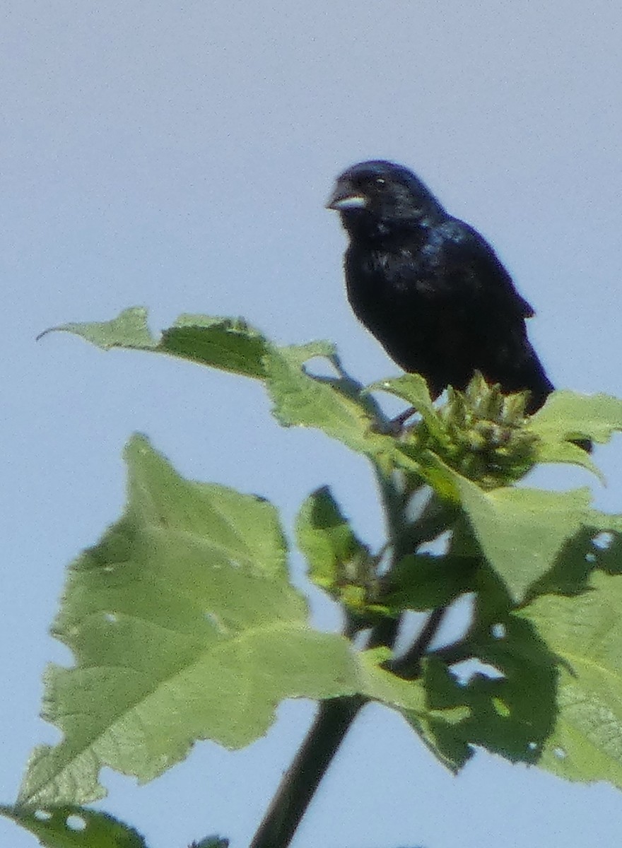 Blue-black Grassquit - ML642182280