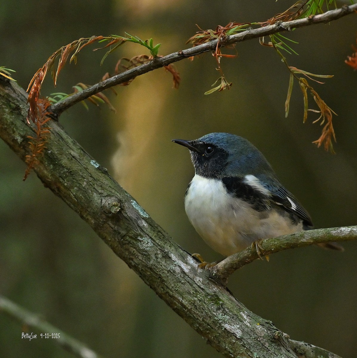 lesňáček modrohřbetý - ML642182281
