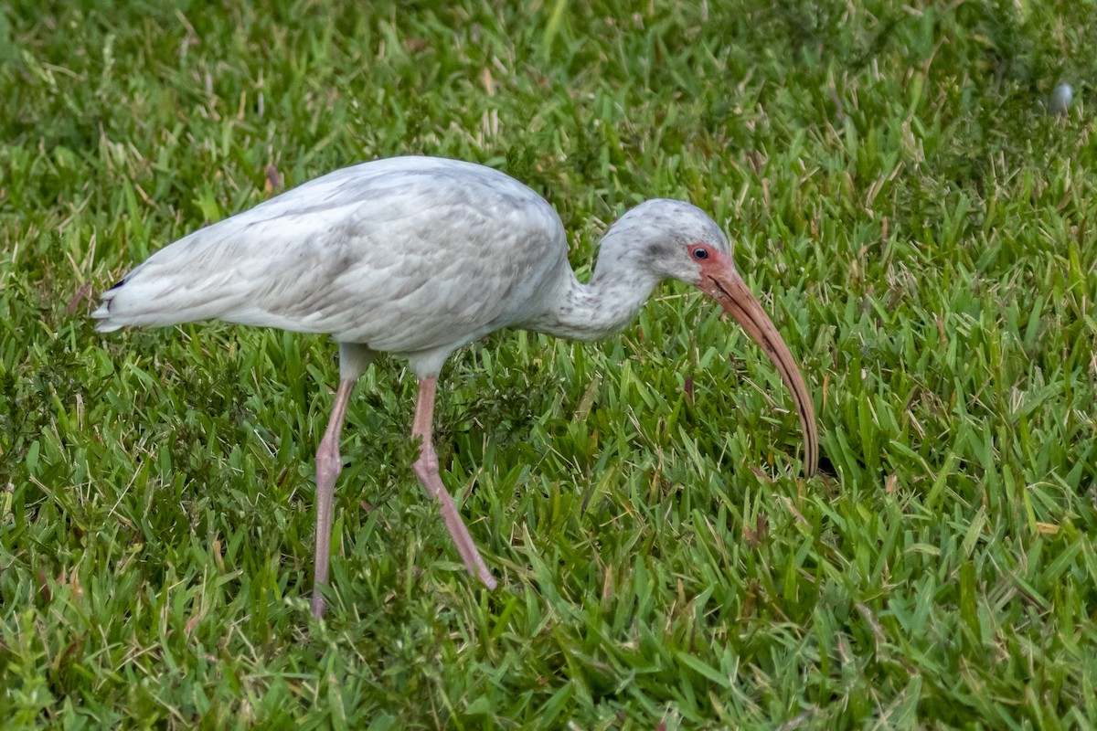 Ibis blanc - ML642182291