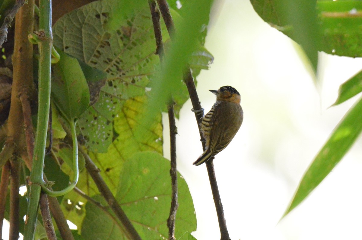 Ochre-collared Piculet - ML642182299