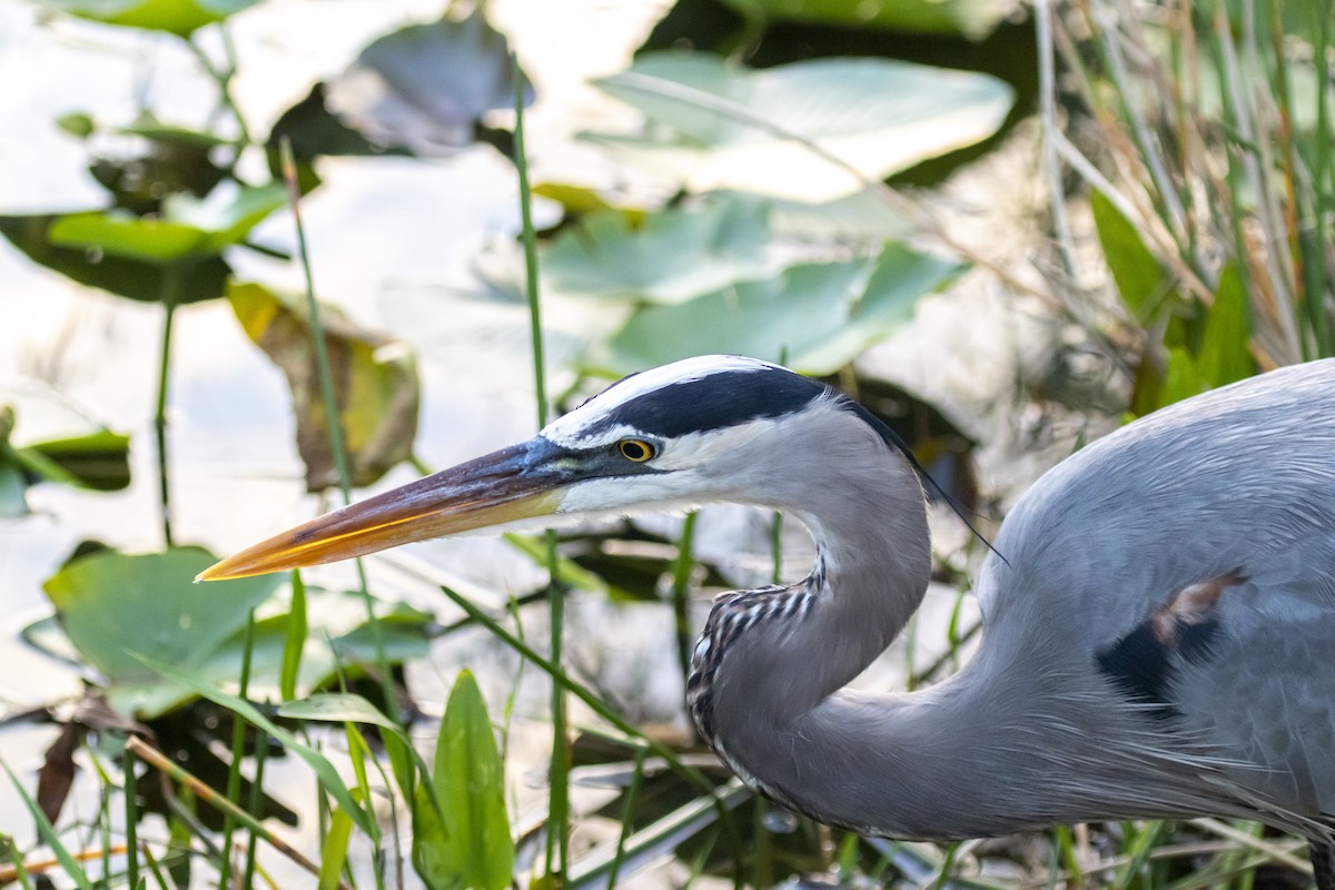 Great Blue Heron - ML642182317