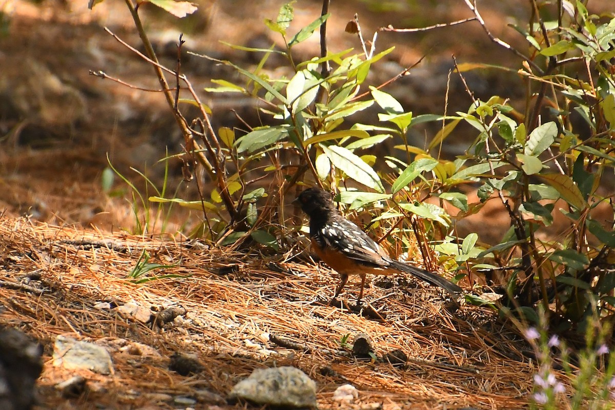 Spotted Towhee - ML642182327