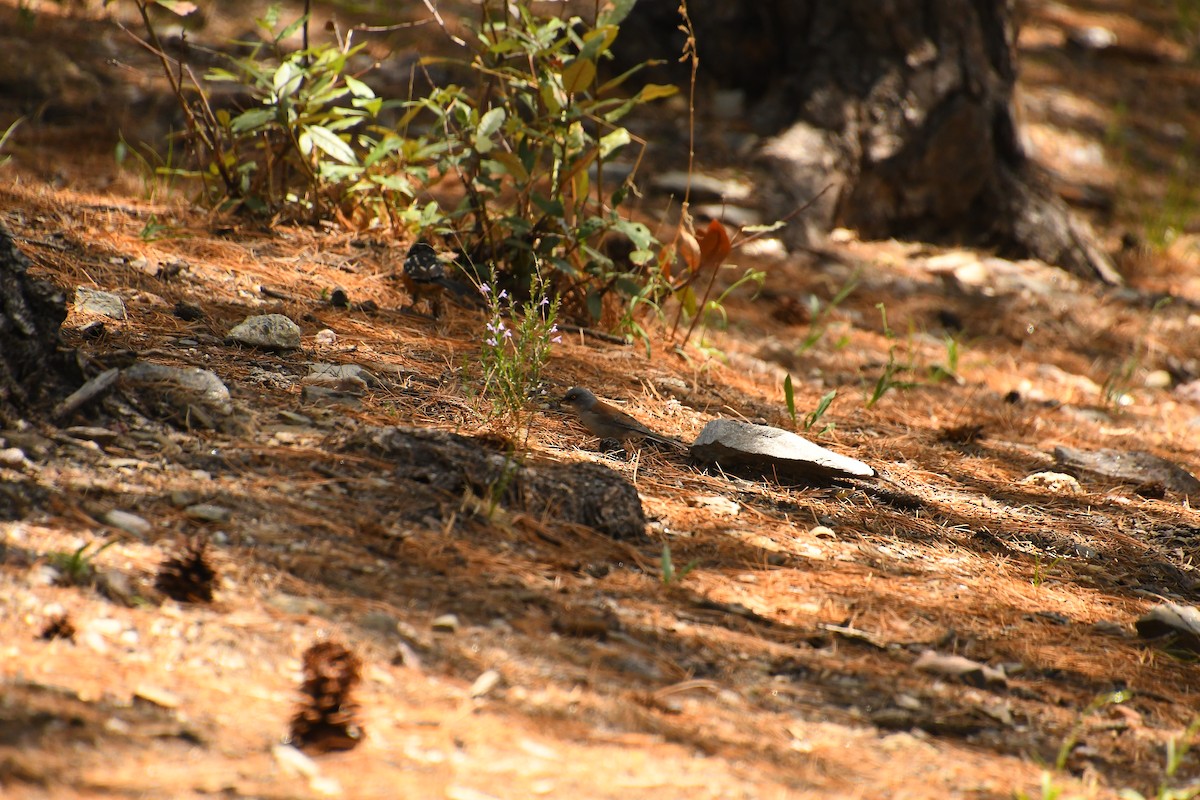 Spotted Towhee - ML642182330