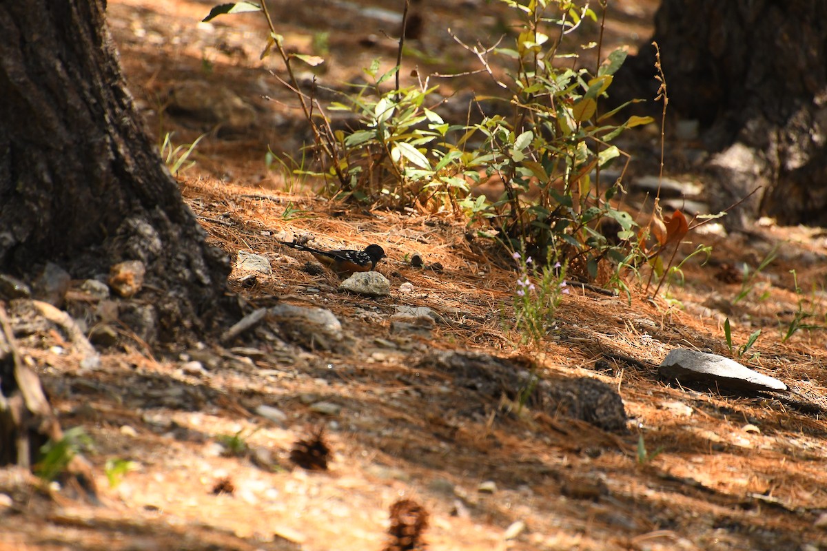 Spotted Towhee - ML642182331