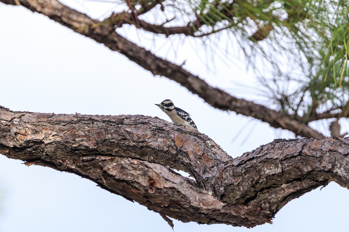 Downy Woodpecker - ML642182340