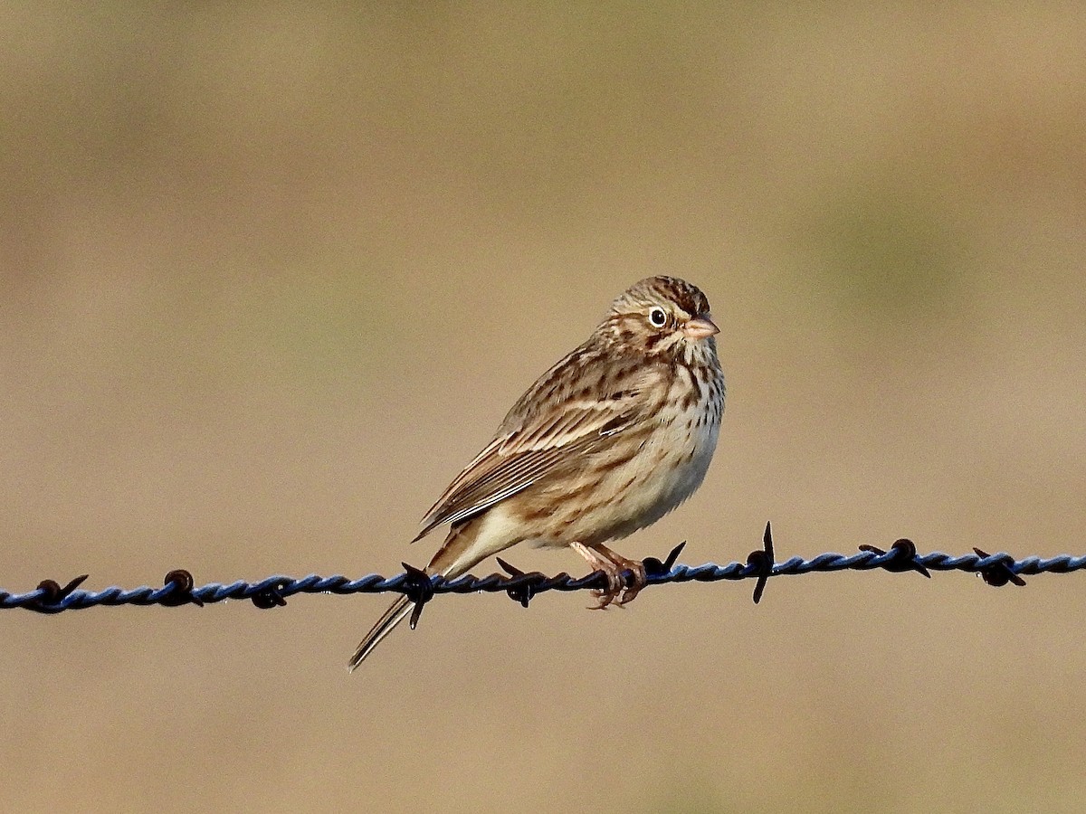 Vesper Sparrow - ML642182341