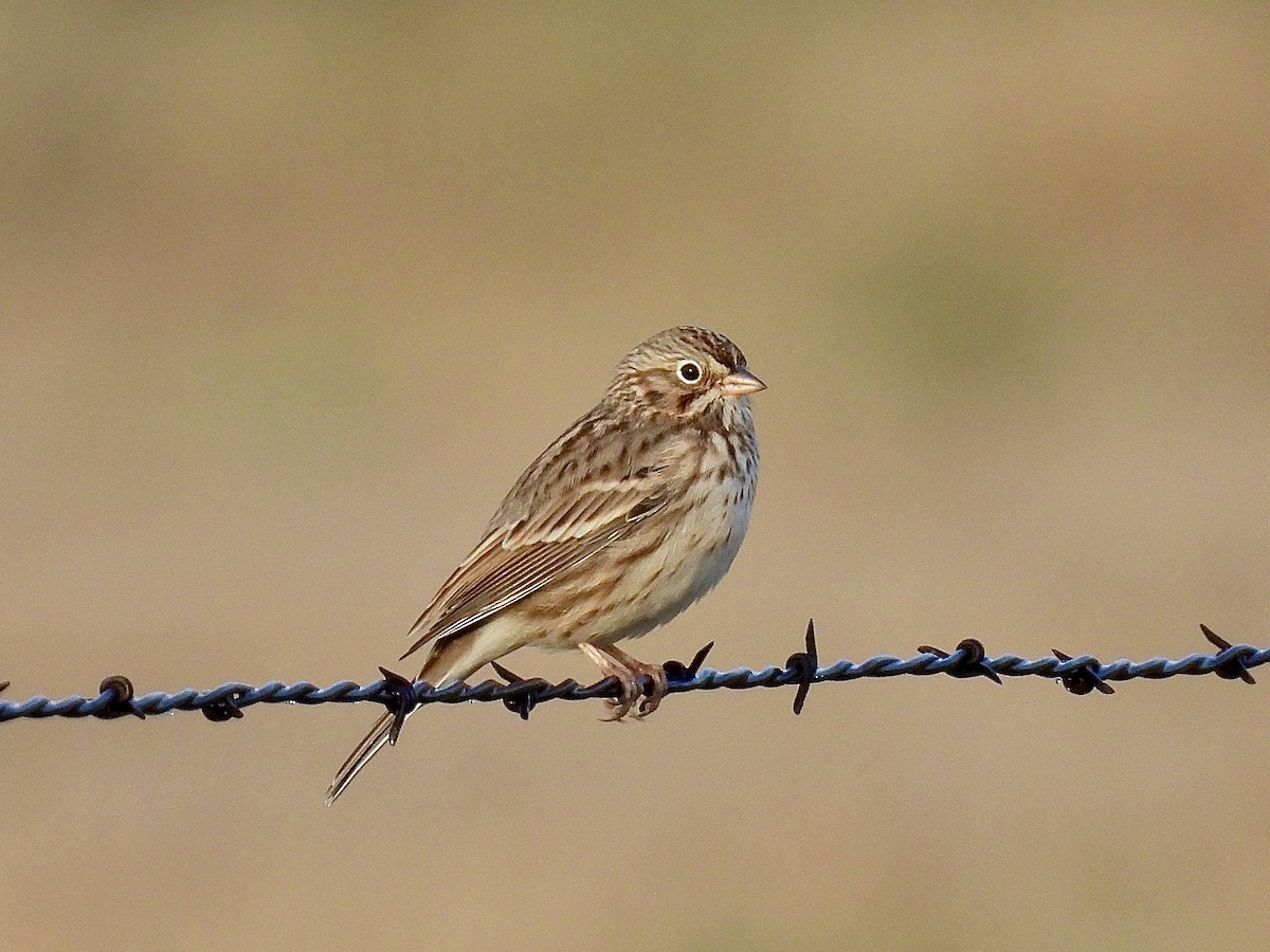 Vesper Sparrow - ML642182342