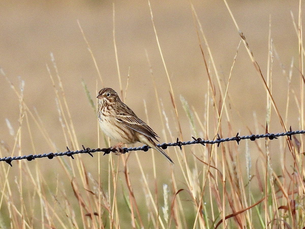 Vesper Sparrow - ML642182343