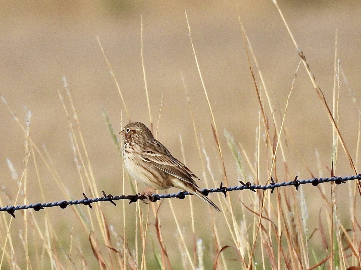 Vesper Sparrow - ML642182344