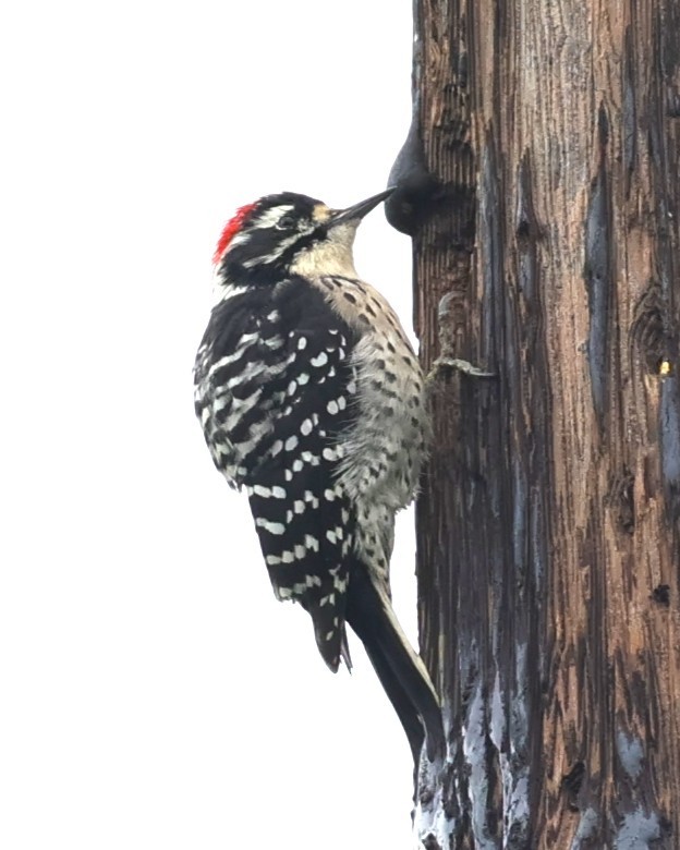 Nuttall's Woodpecker - ML642182345
