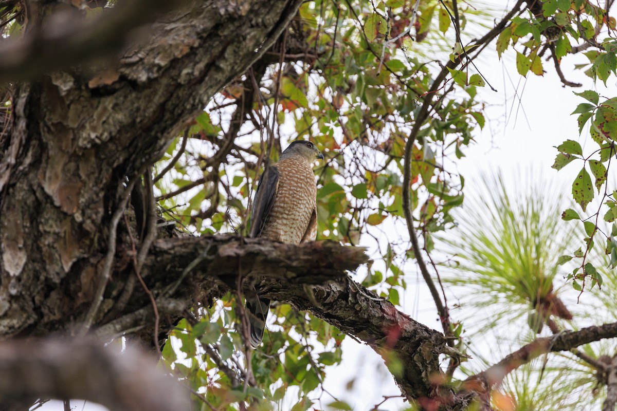 Cooper's Hawk - ML642182346