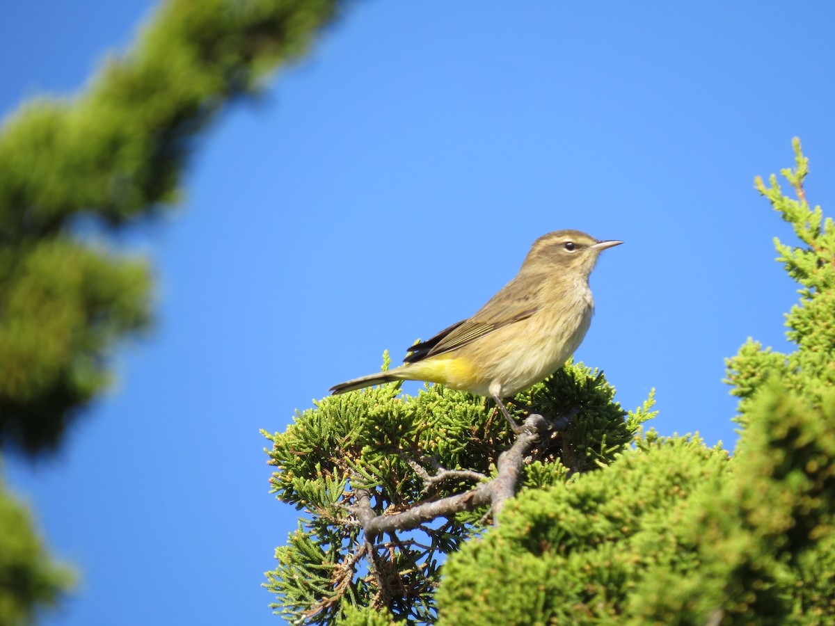 Palm Warbler - ML642182347