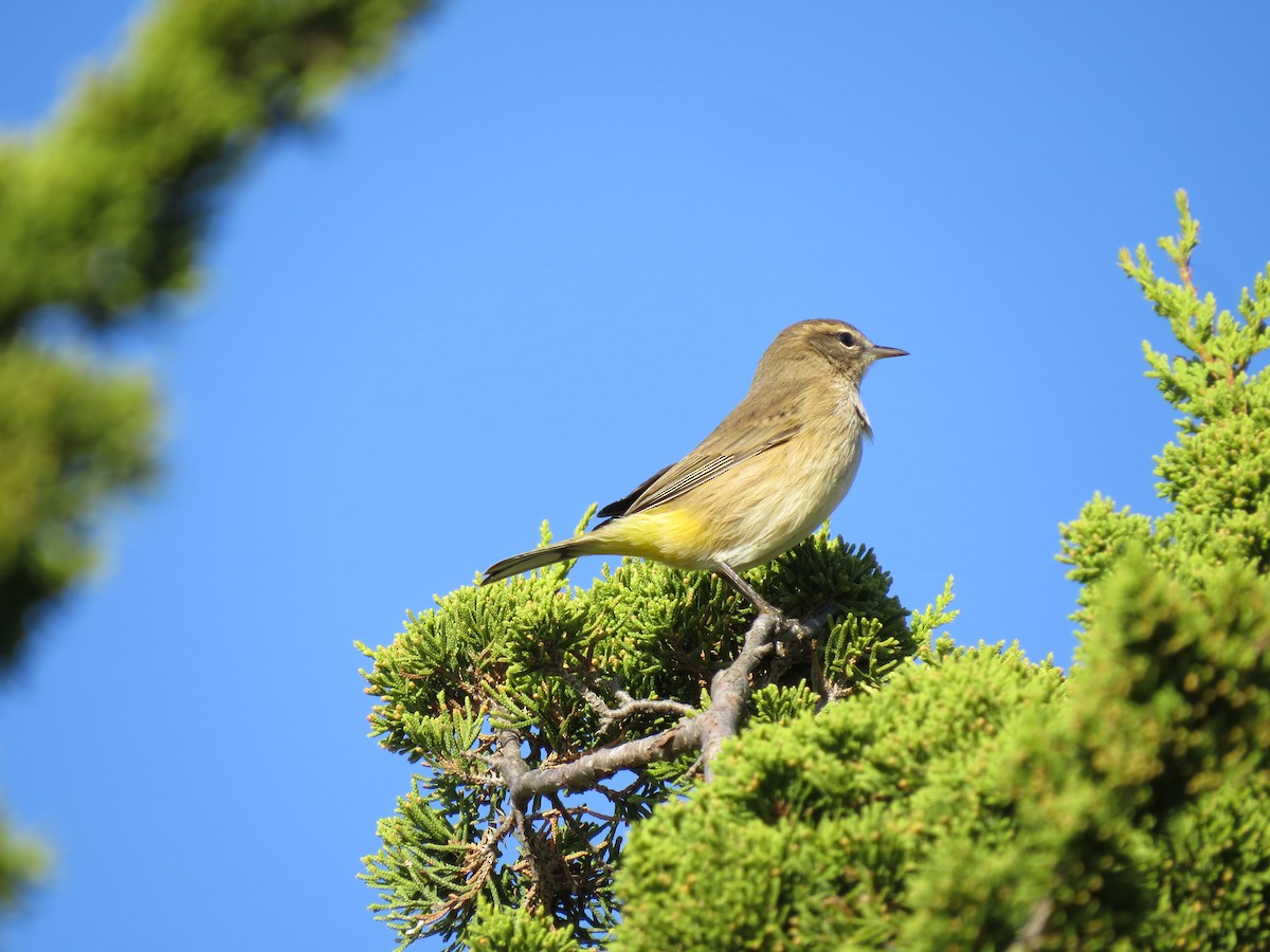 Palm Warbler - ML642182348