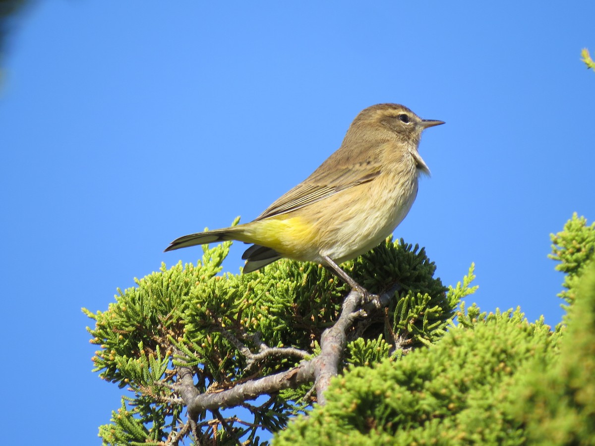 Palm Warbler - ML642182349