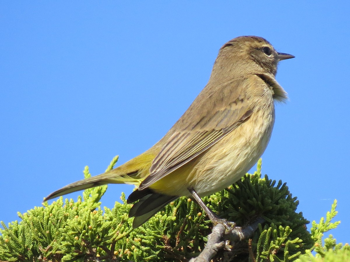 Palm Warbler - ML642182350