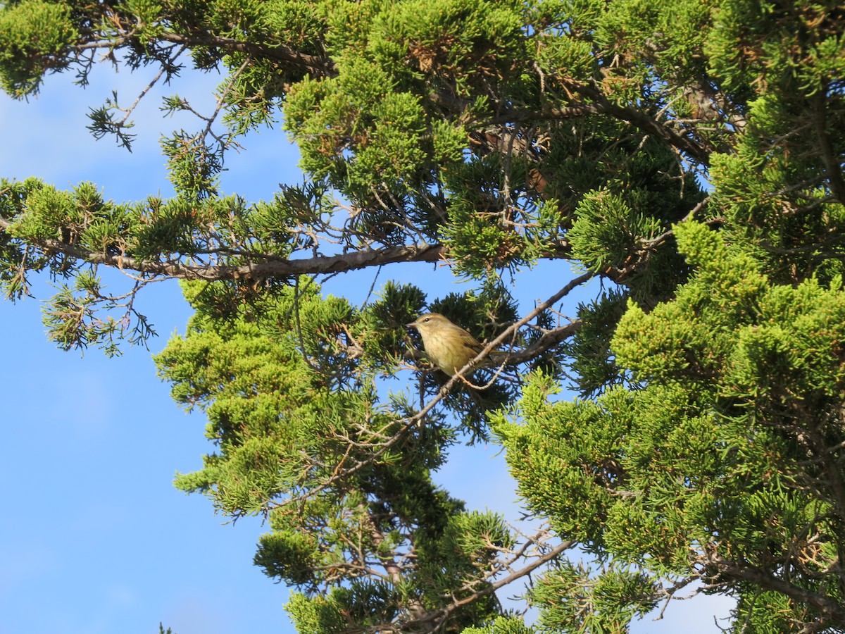 Palm Warbler - ML642182351