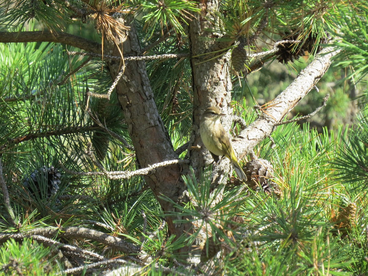 Palm Warbler - ML642182352