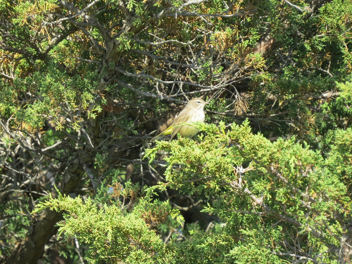 Palm Warbler - ML642182353