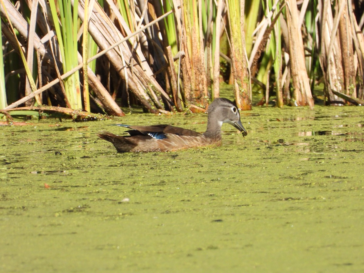 Wood Duck - ML642182354