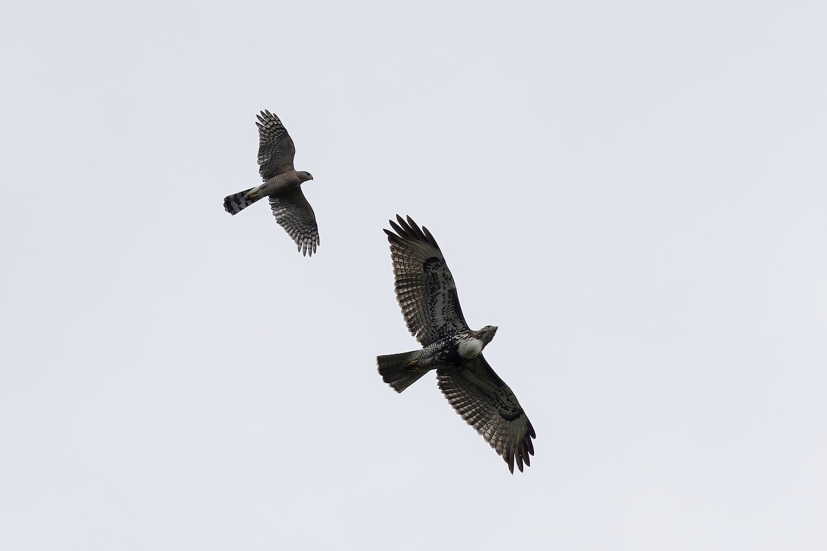 Red-tailed Hawk - ML642182355
