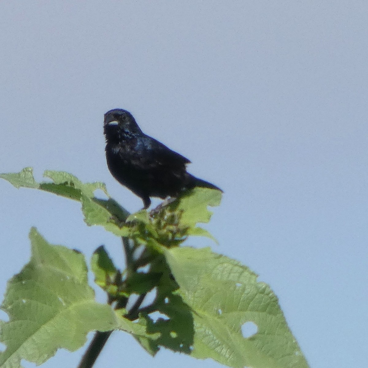 Blue-black Grassquit - ML642182357