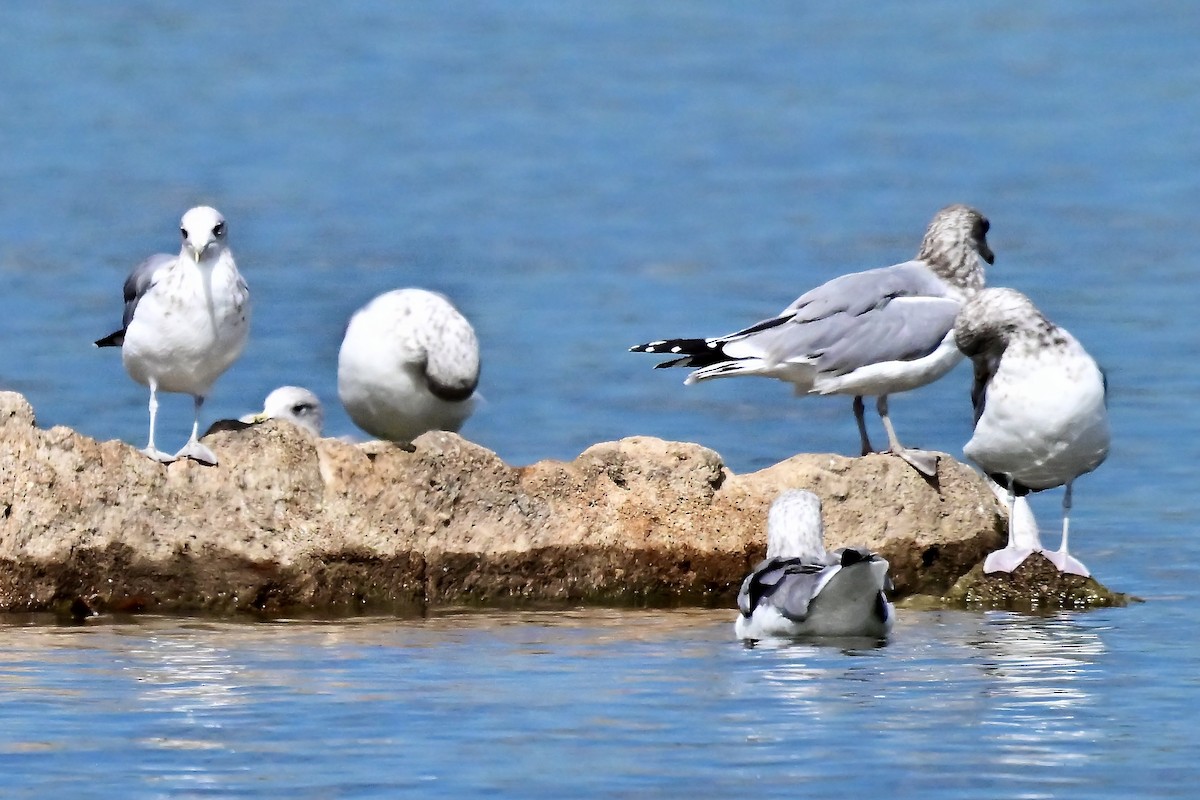 California Gull - ML642182358