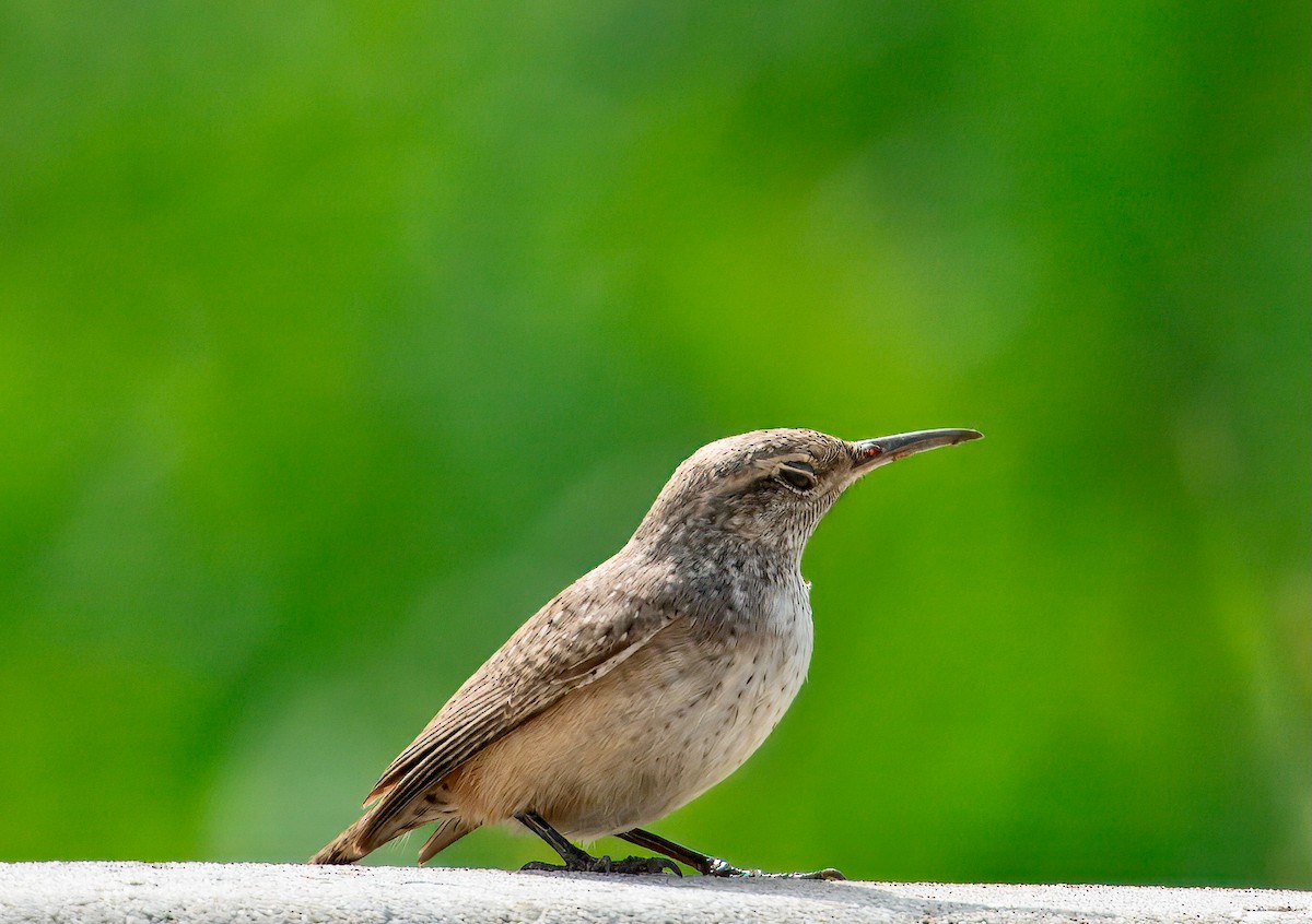 Rock Wren - ML642182359
