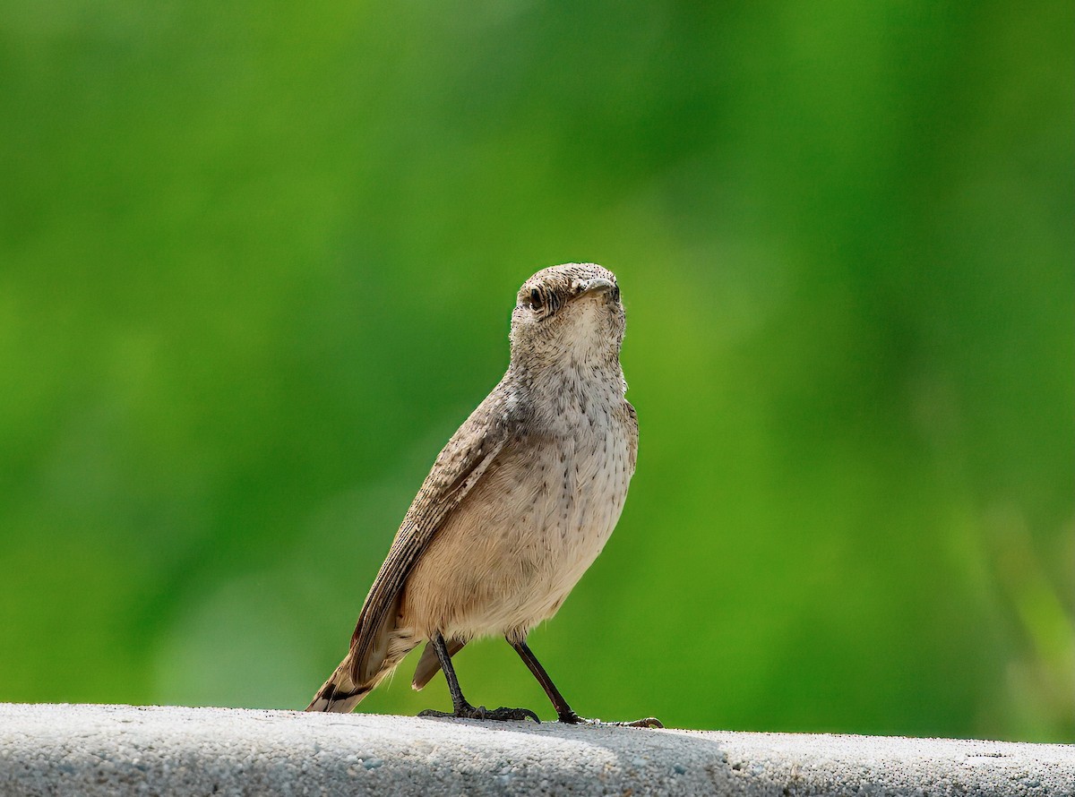 Rock Wren - ML642182360