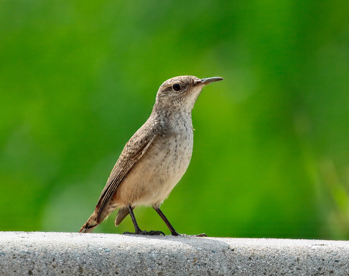Rock Wren - ML642182361