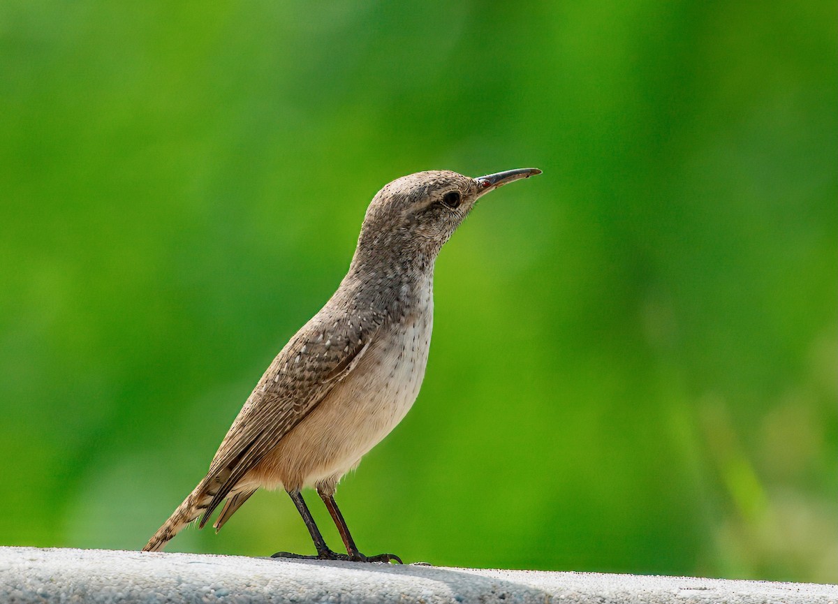 Rock Wren - ML642182362