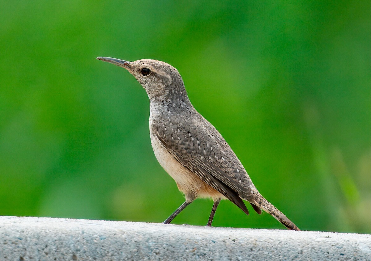 Rock Wren - ML642182363