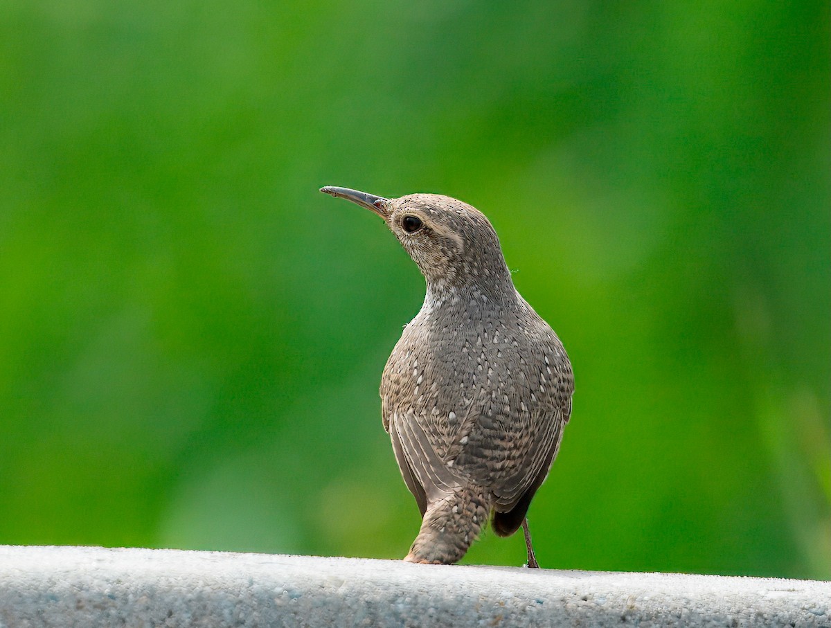 Rock Wren - ML642182364