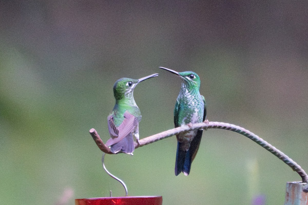 Green-crowned Brilliant - ML642182365