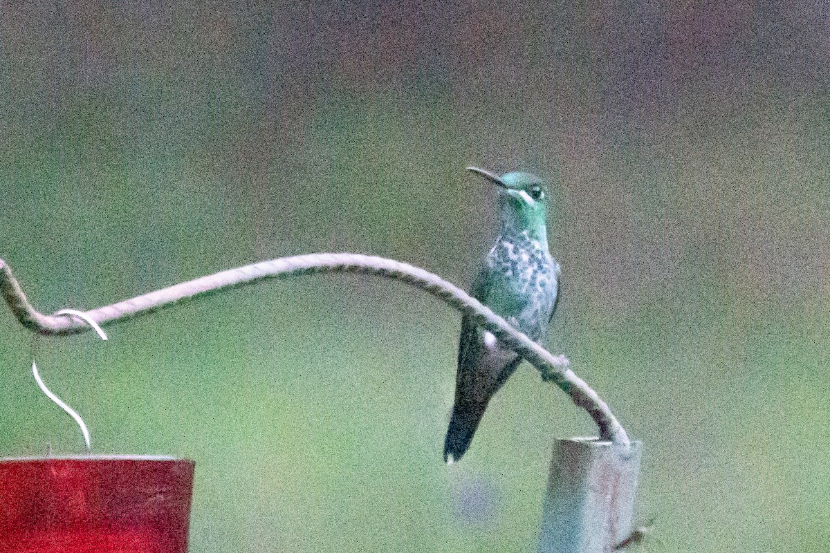 Green-crowned Brilliant - ML642182366