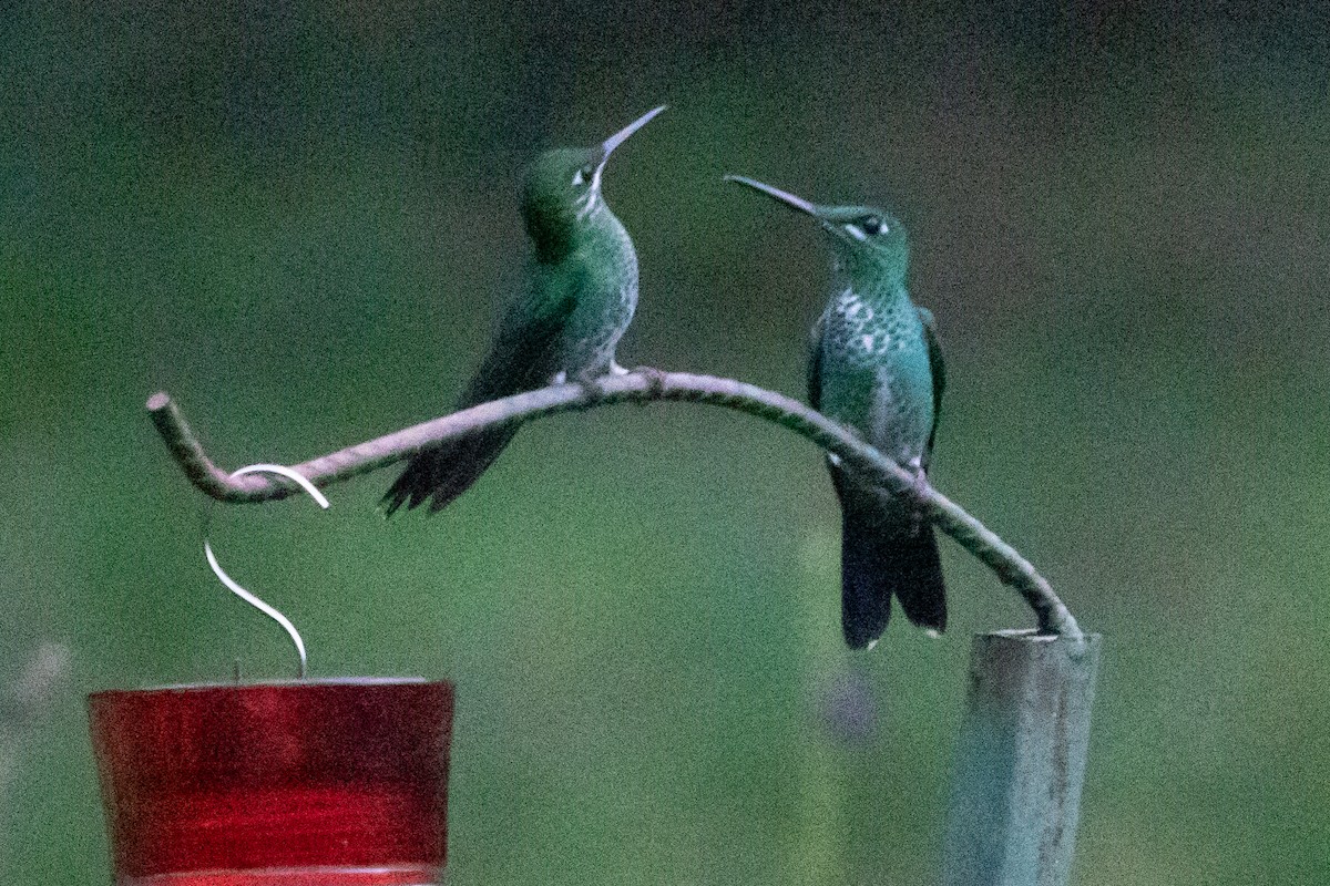 Green-crowned Brilliant - ML642182367