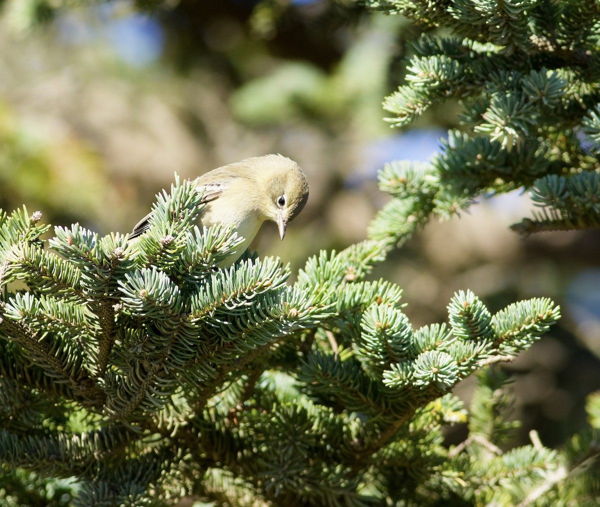 Pine Warbler - ML642182370