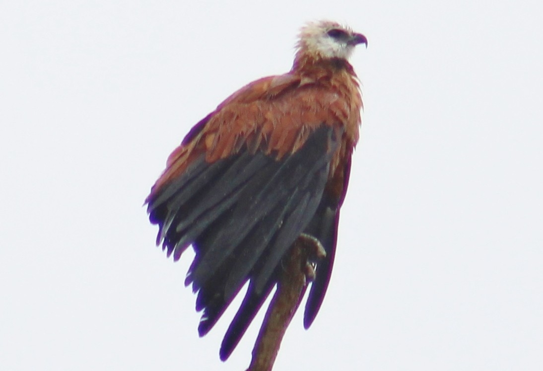 Black-collared Hawk - ML642182374