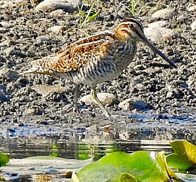 Wilson's Snipe - ML642182378