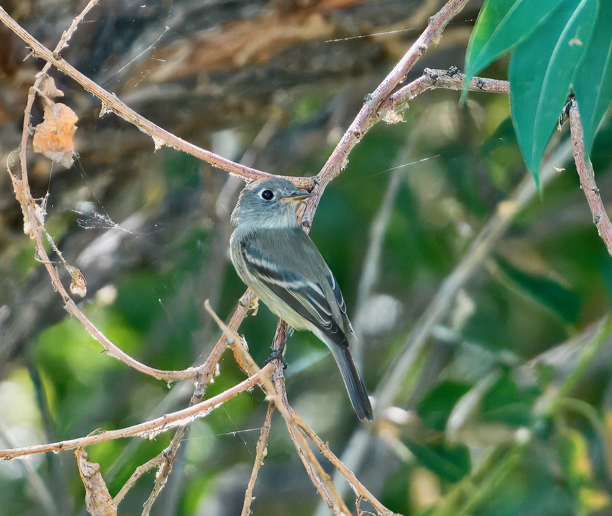 Hammond's Flycatcher - ML642182388
