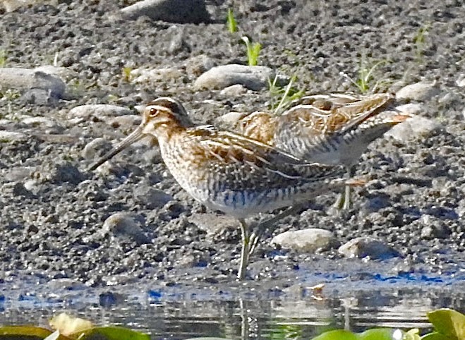 Wilson's Snipe - ML642182393