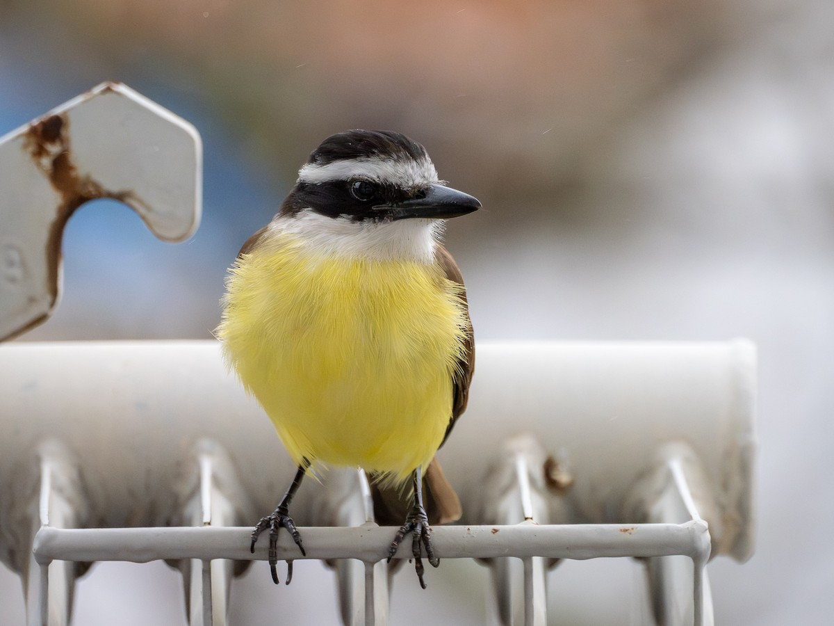 Great Kiskadee - ML642182394
