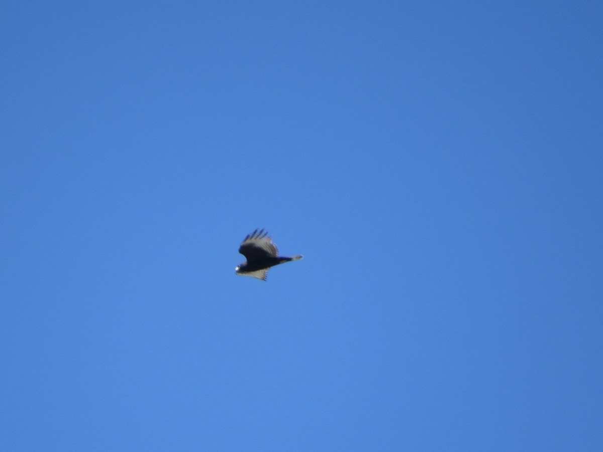 Zone-tailed Hawk - ML642182428