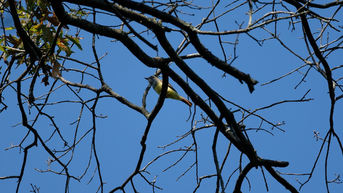 Копетон чубатий - ML642182442
