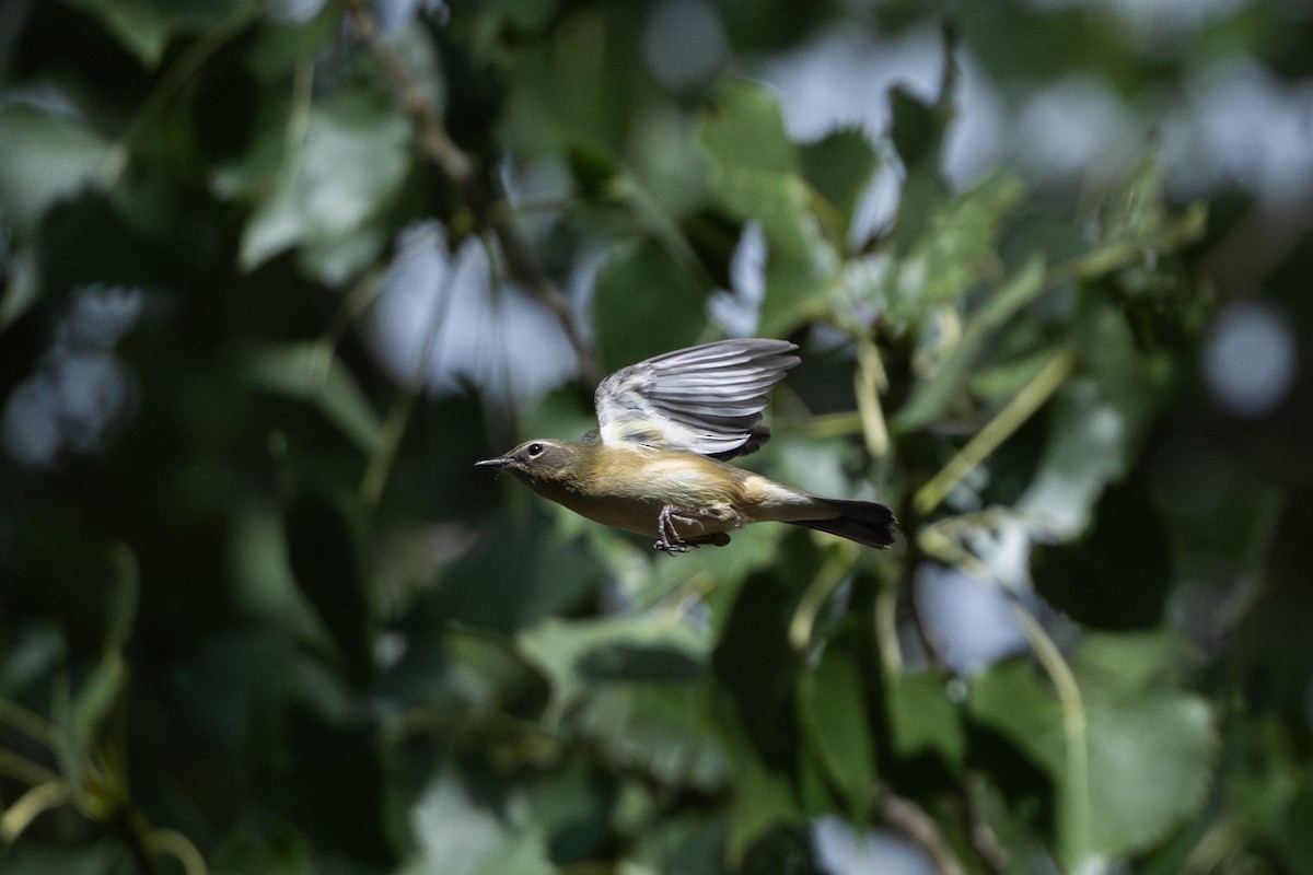 Black-throated Blue Warbler - ML642182446