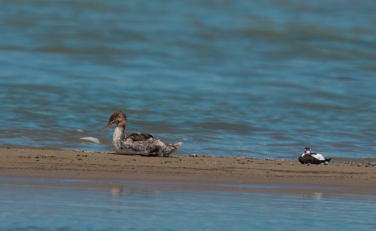 Red-breasted Merganser - ML642182483